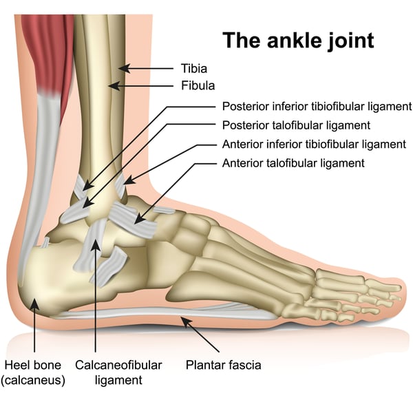 Ankle Joint with labels