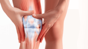 A diagram of the knee's internal structure.