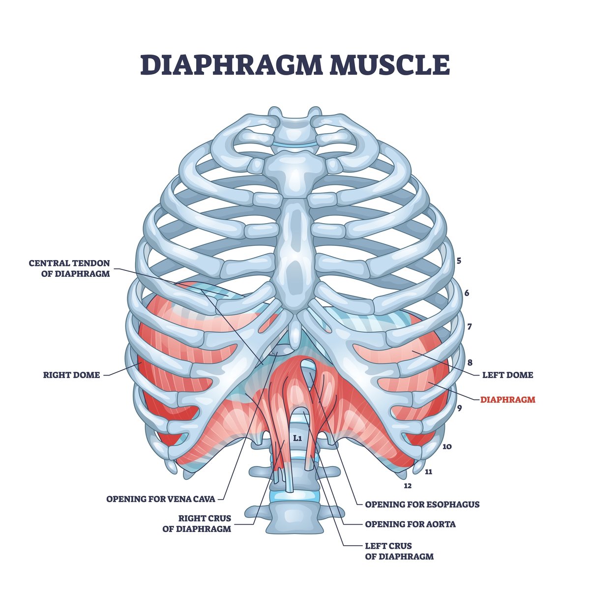 Understanding the Diaphragm: How to Promote Proper Functioning