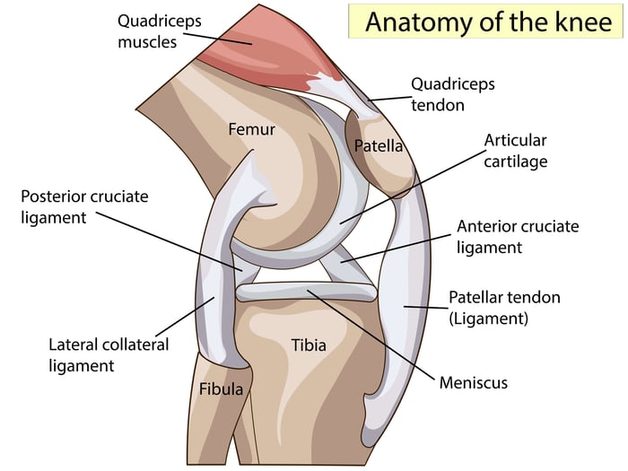 Knee anatomy 2